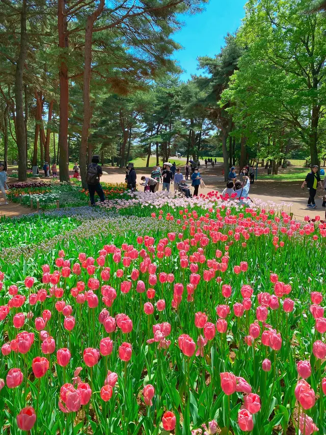 国営ひたち海浜公園