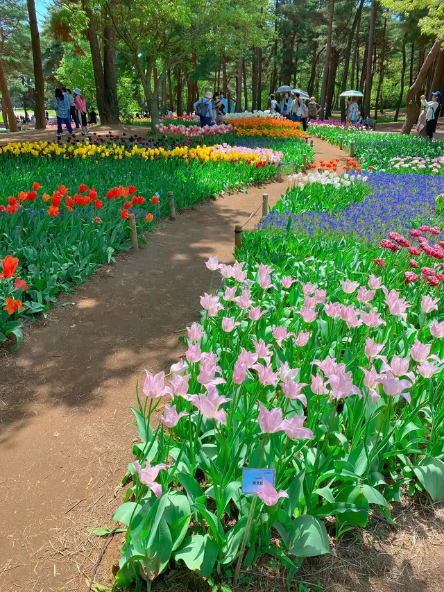 国営ひたち海浜公園