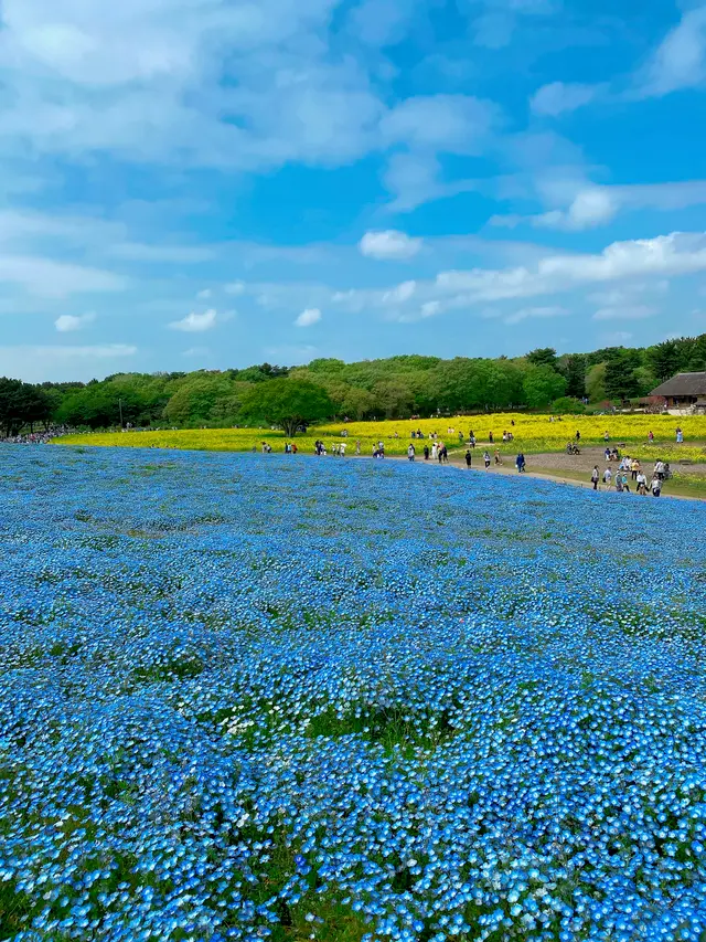 国営ひたち海浜公園