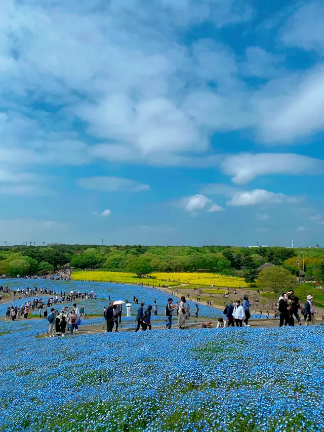 国営ひたち海浜公園