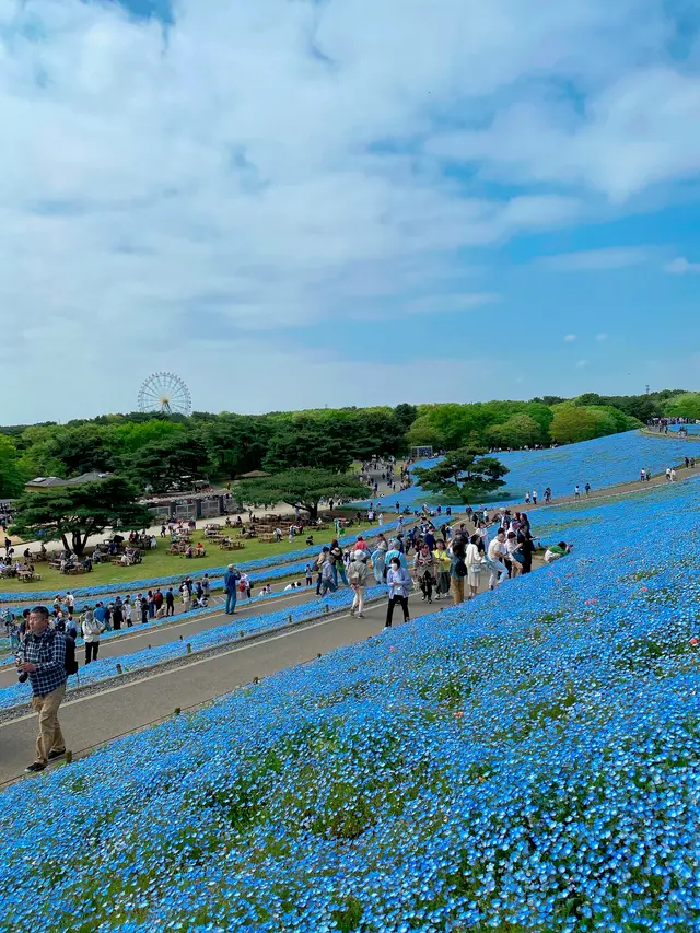 国営ひたち海浜公園