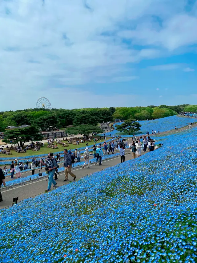 国営ひたち海浜公園