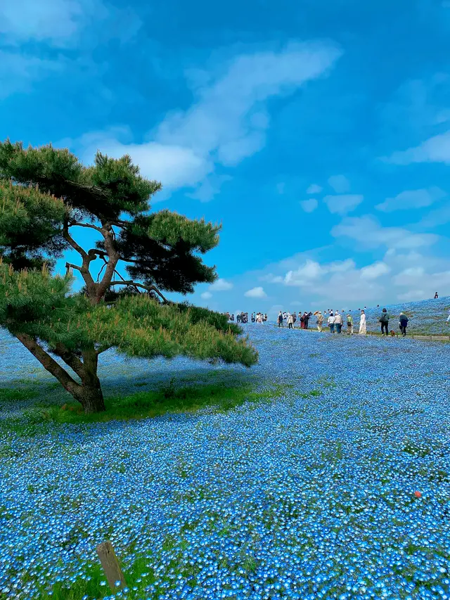 国営ひたち海浜公園
