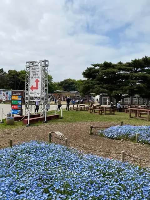 国営ひたち海浜公園