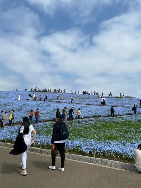 国営ひたち海浜公園