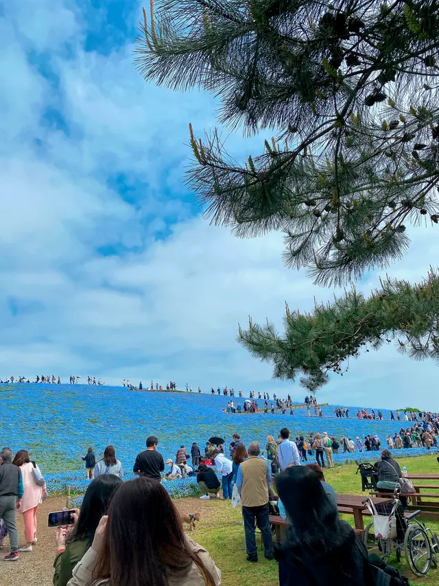 国営ひたち海浜公園