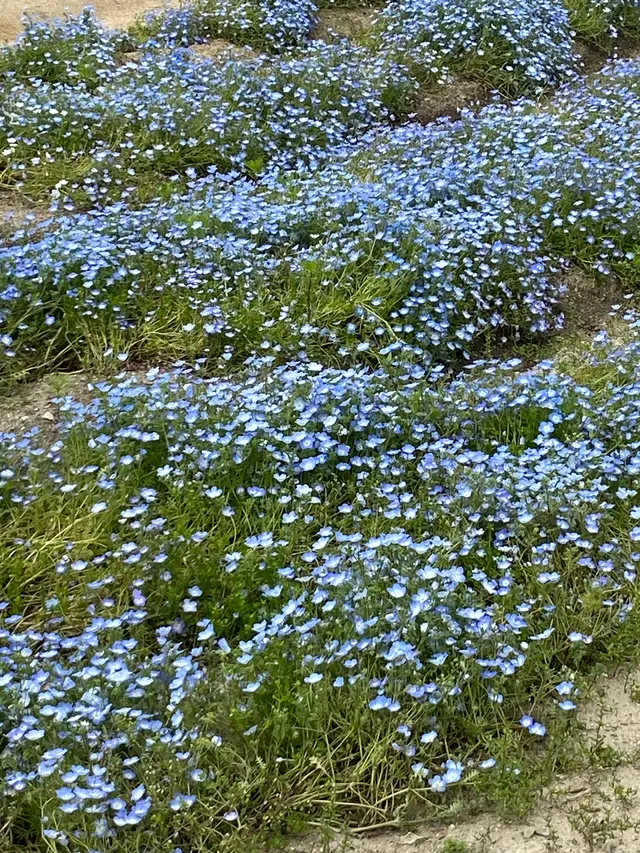 イングランドの丘