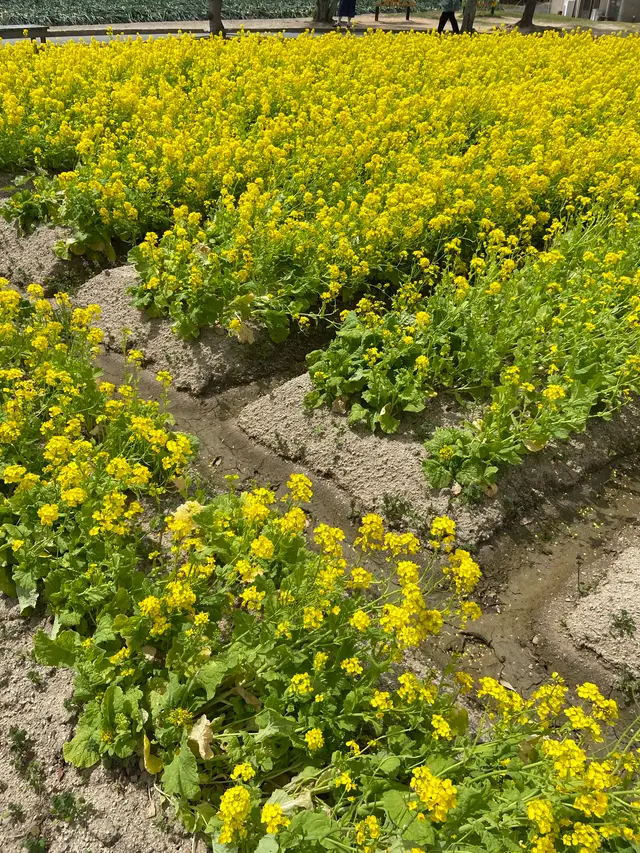 イングランドの丘