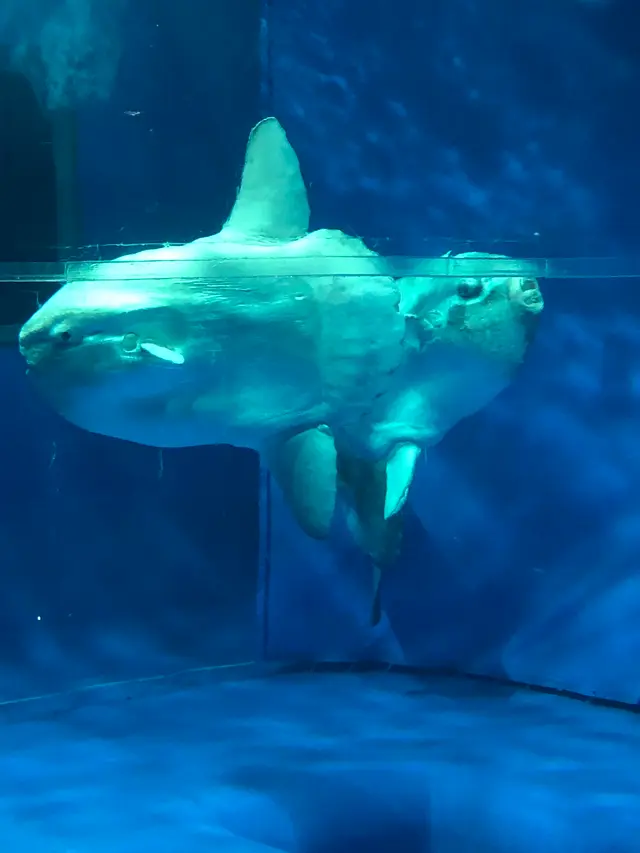 アクアワールド茨城県大洗水族館