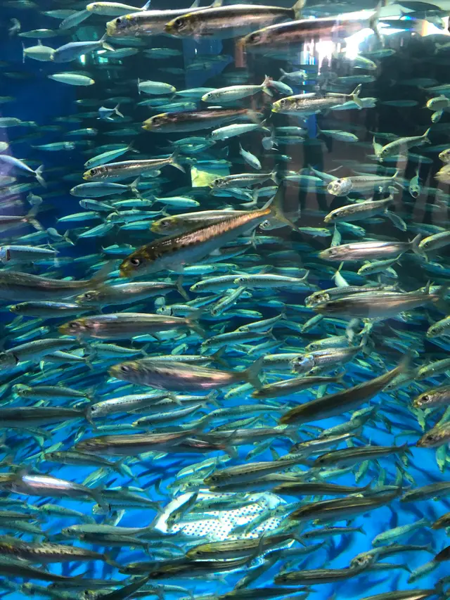 アクアワールド茨城県大洗水族館
