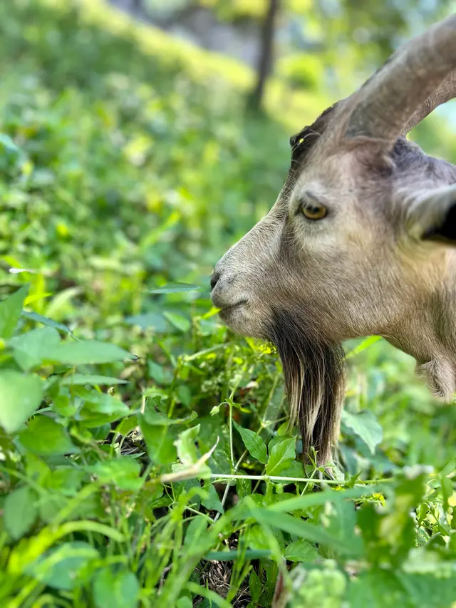 雨引山楽法寺（雨引観音）