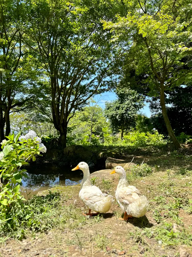 雨引山楽法寺（雨引観音）