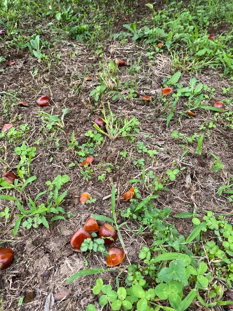 ショコロンファーム市ノ澤栗園当日予約可焼き栗土日祝のみOPEN（発送不可）