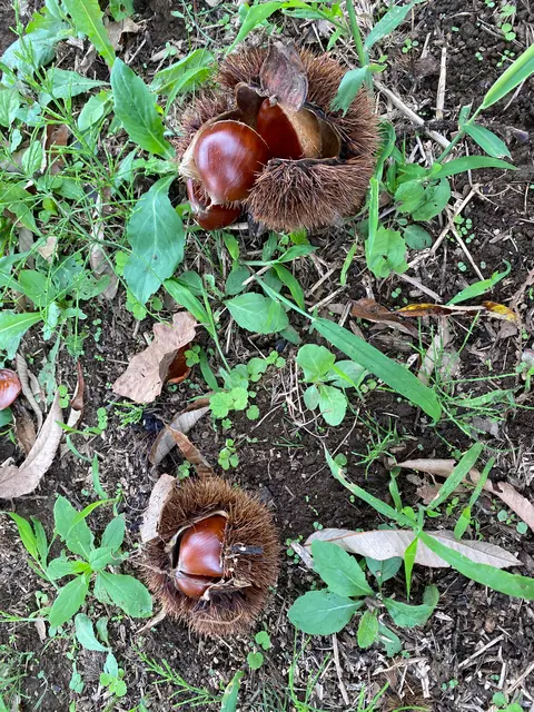 ショコロンファーム市ノ澤栗園当日予約可焼き栗土日祝のみOPEN（発送不可）