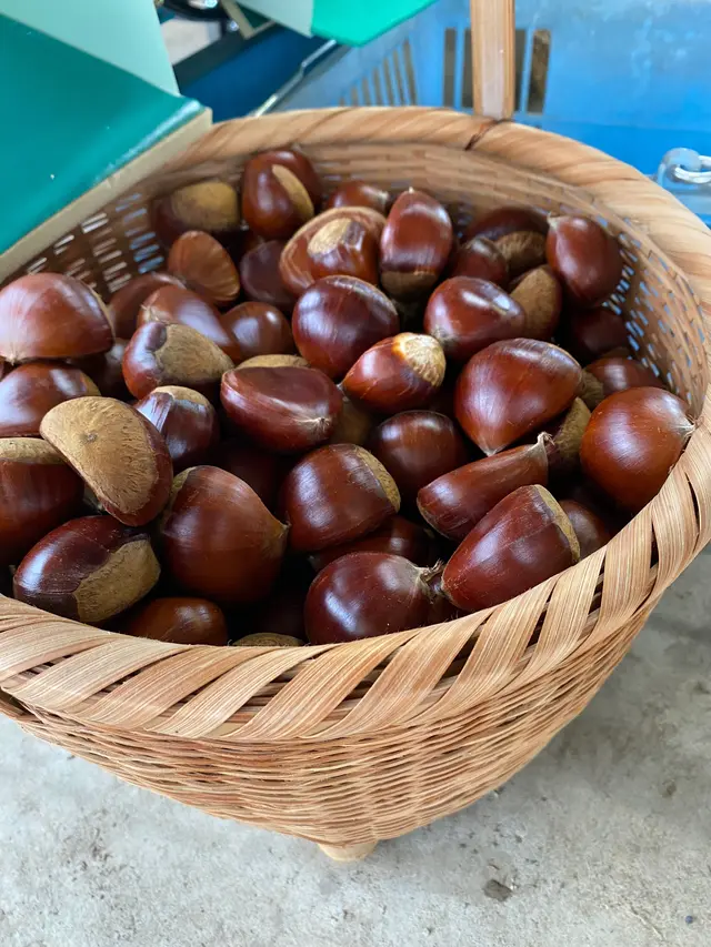 ショコロンファーム市ノ澤栗園当日予約可焼き栗土日祝のみOPEN（発送不可）