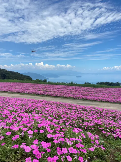 びわ湖のみえる丘