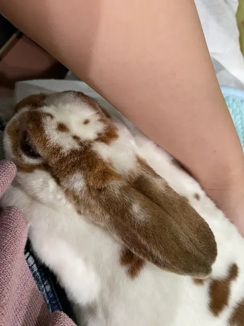 アニマルルームいけもふ