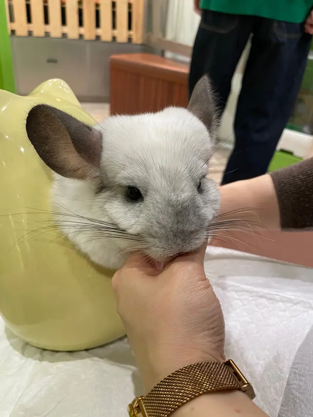 アニマルルームいけもふ