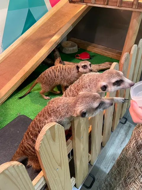 アニマルルームいけもふ