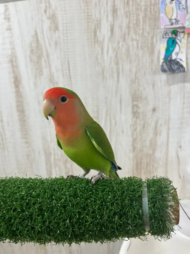 アニマルカフェ Haru-Haru Farm