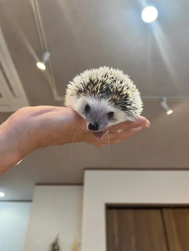 アニマルカフェ Haru-Haru Farm