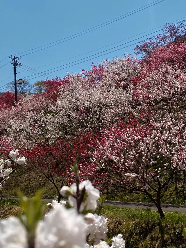 月川温泉の花桃