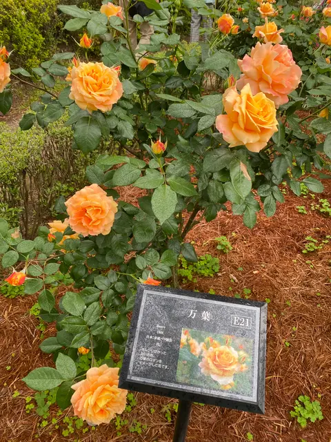 旧古河庭園