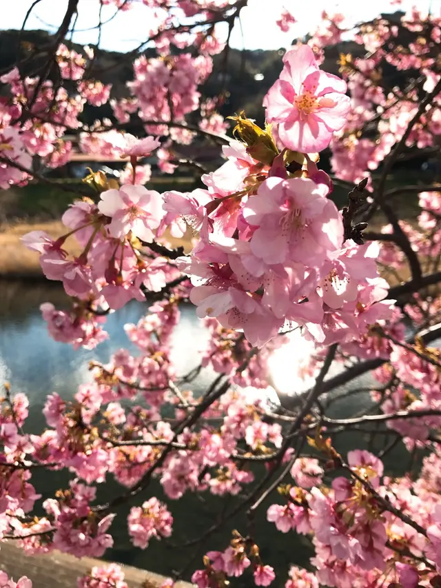 河津川