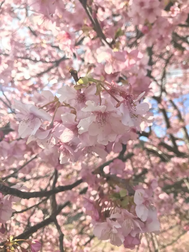 河津川