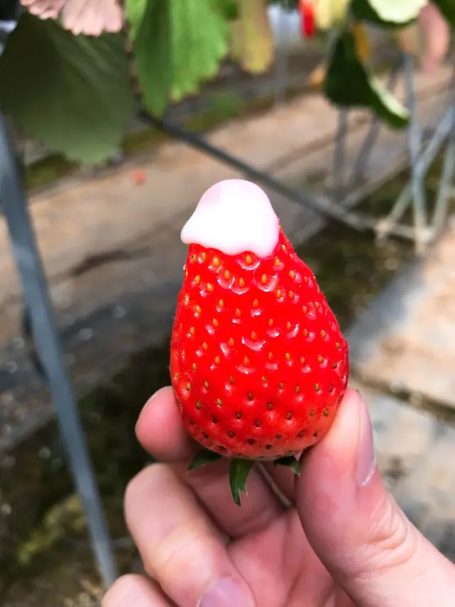 伊豆長岡いちご狩りセンター