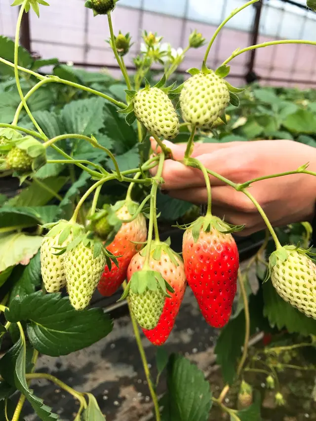 伊豆長岡いちご狩りセンター