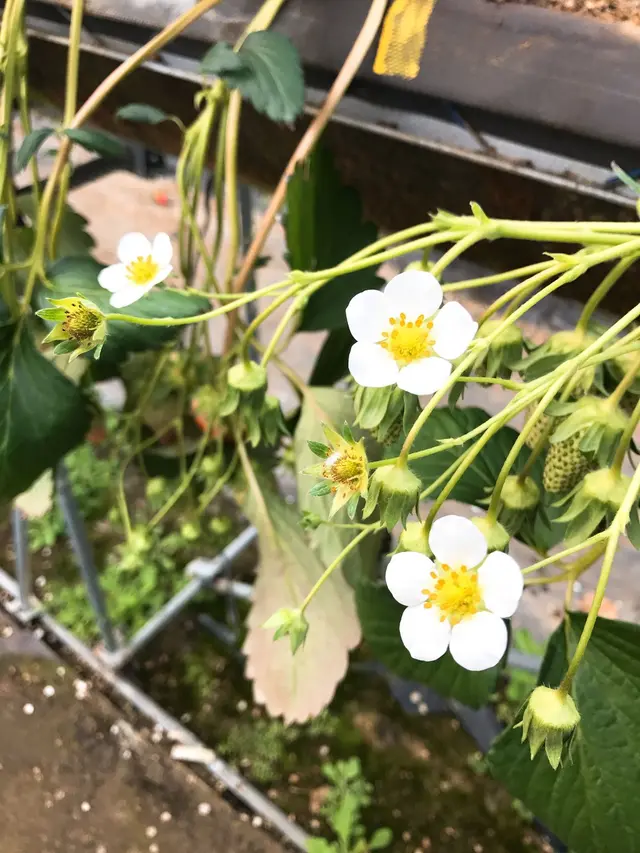 伊豆長岡いちご狩りセンター