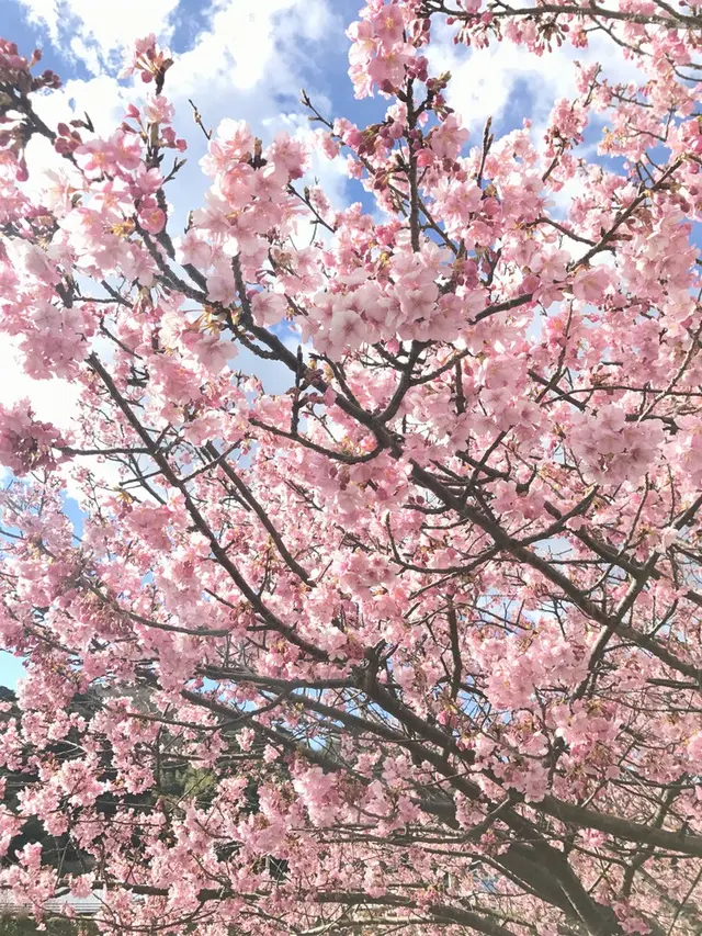 河津川
