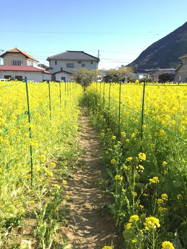 河津川
