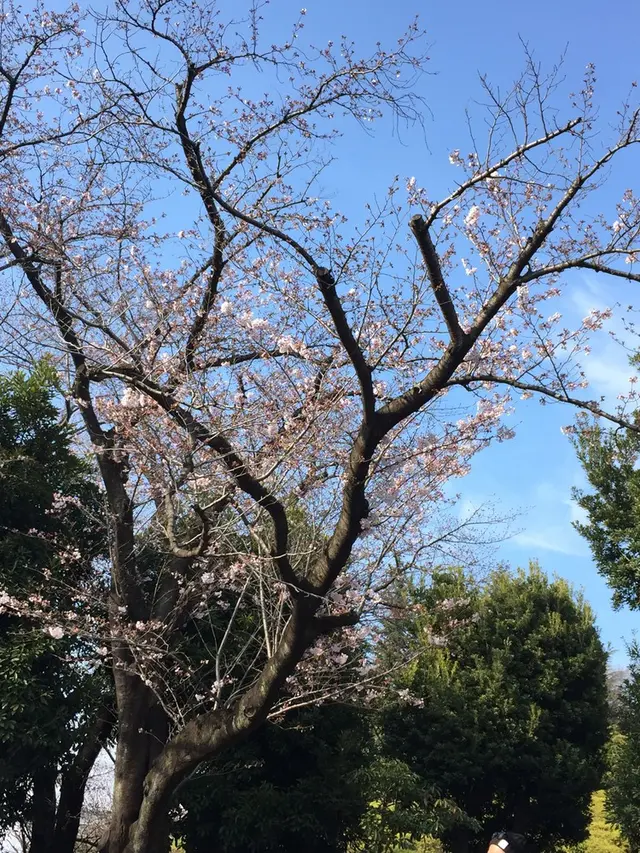 世田谷公園