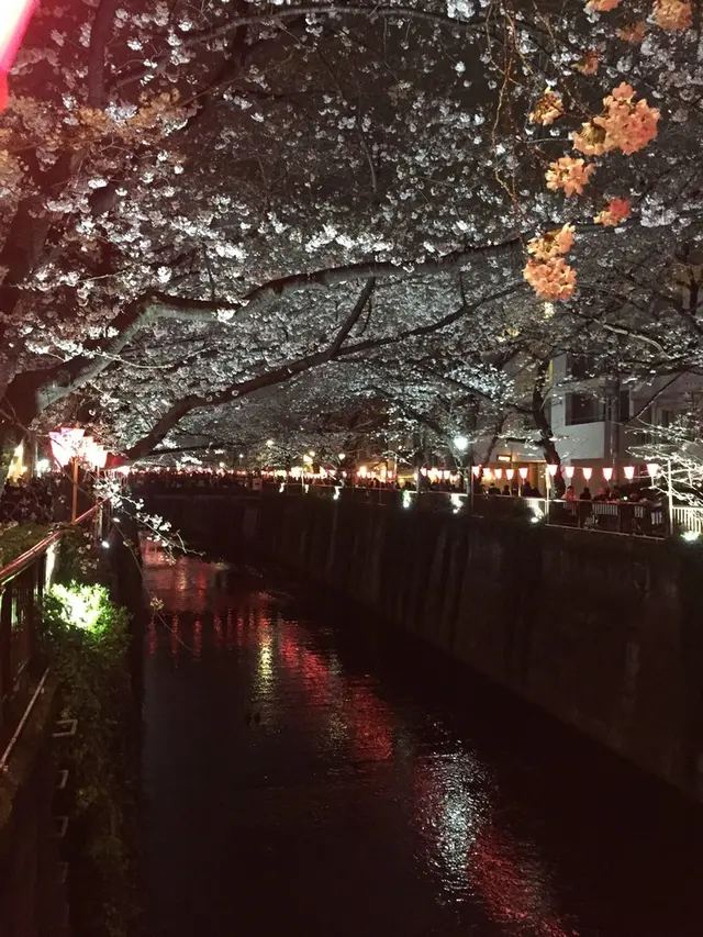 目黒川の桜並木