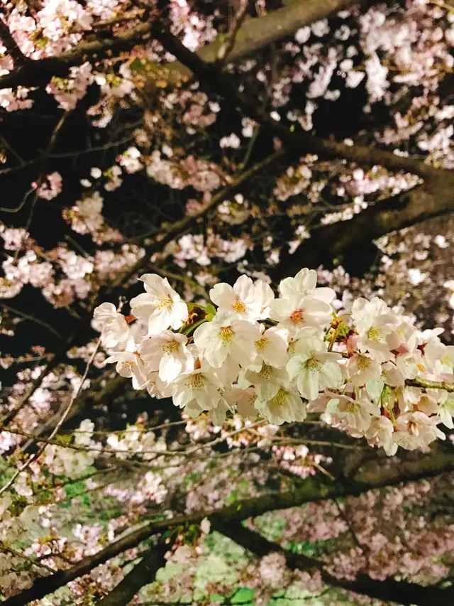 千鳥ヶ淵