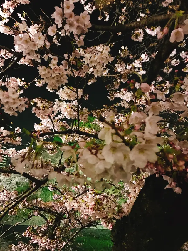 千鳥ヶ淵