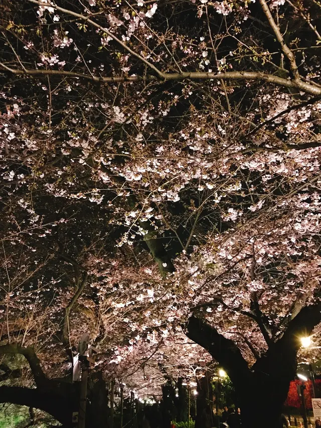 千鳥ヶ淵