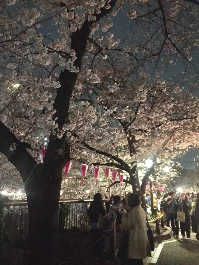 目黒川の桜並木