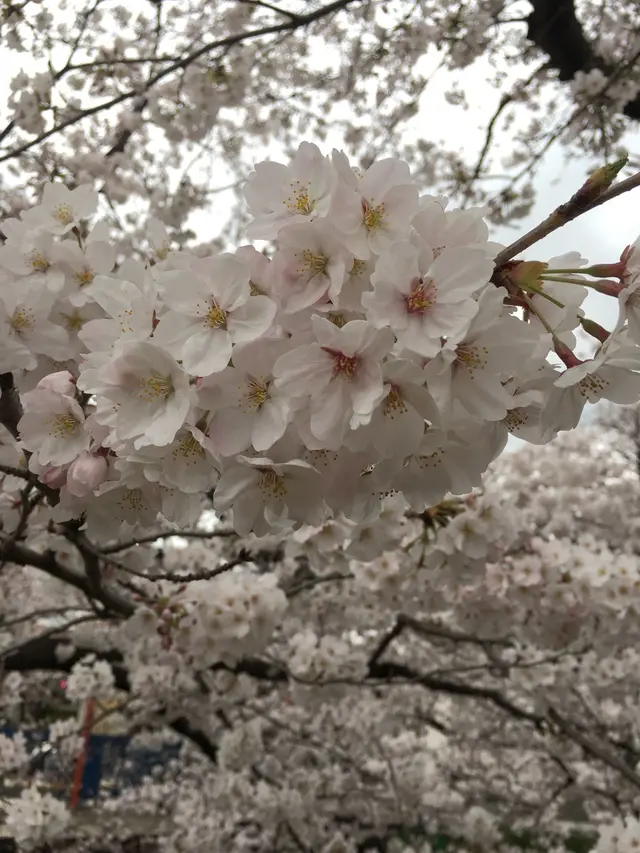 五条川