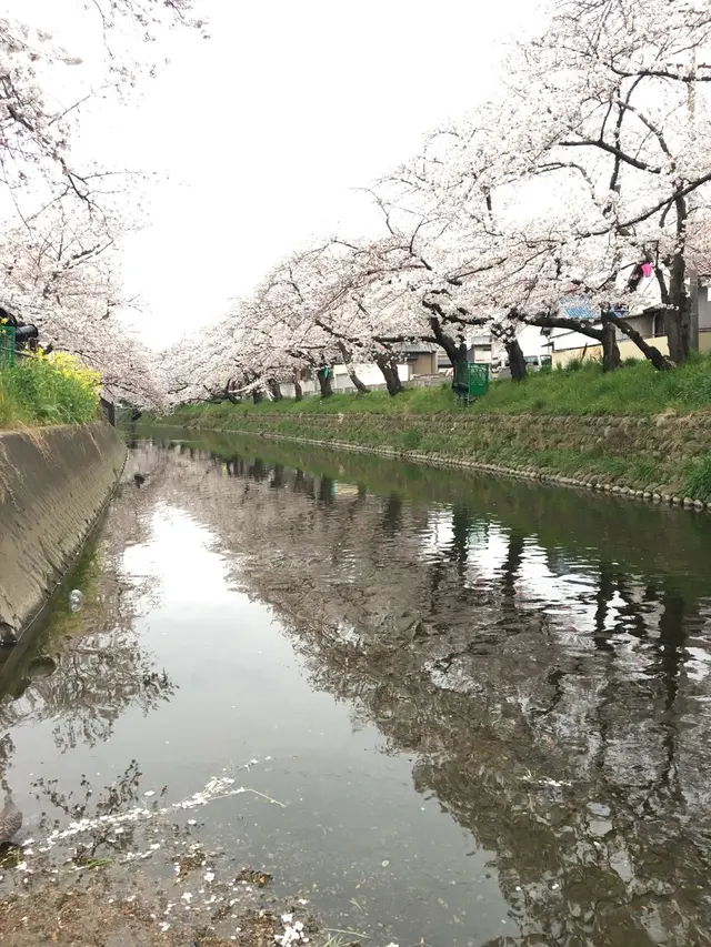 五条川