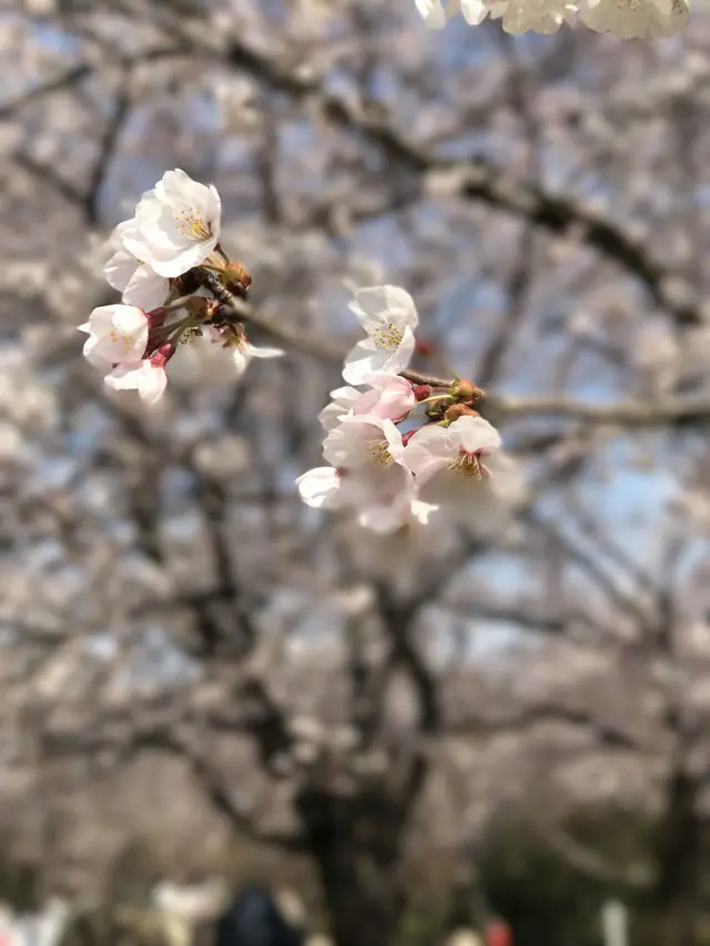 さいたま市　市民の森