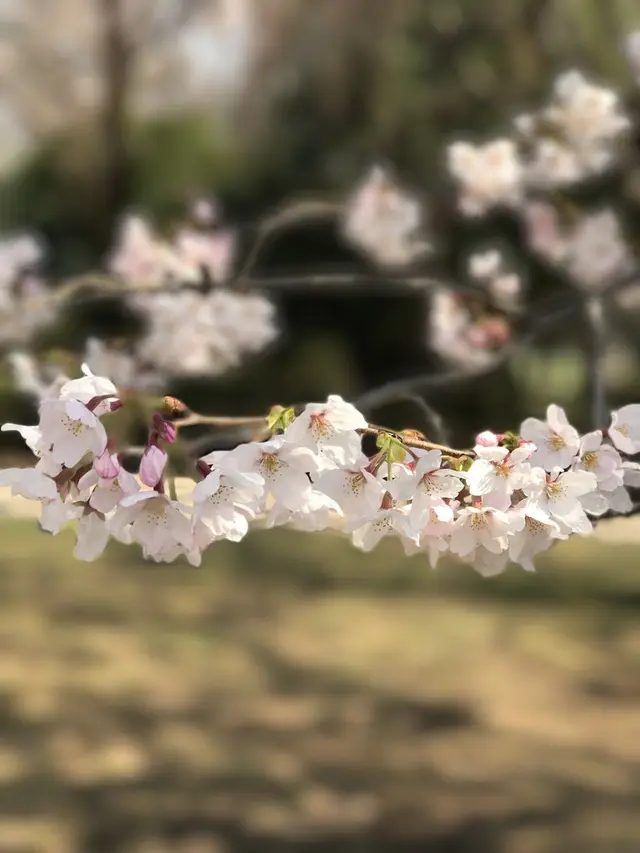 さいたま市　市民の森