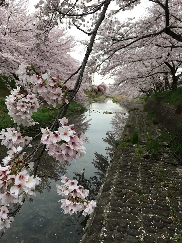 幡山保育園
