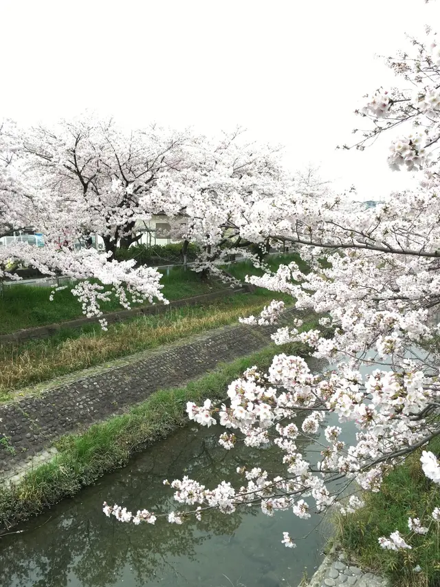 幡山保育園