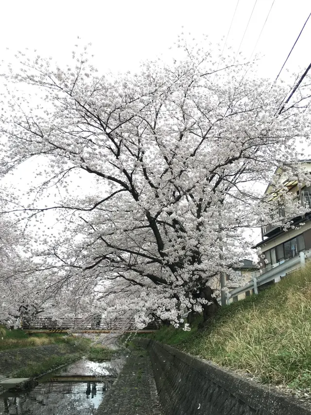 幡山保育園