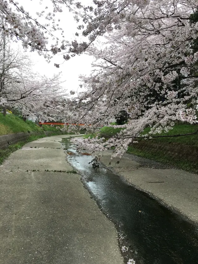 幡山保育園