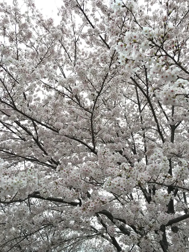 幡山保育園
