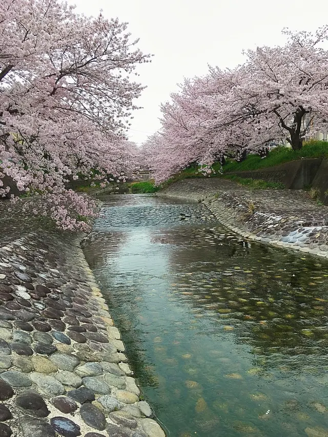 幡山保育園